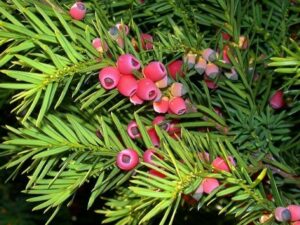 Questa immagine rappresenta un albero simbolo di PineConifera, una pianta di tasso, un pino dalla chioma rigogliosa Unimmagine che richiama la natura selvaggia e la forza della vita