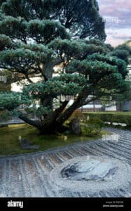 Questa foto mostra un albero di pinus pinea in un parco allaperto, circondato da una rigogliosa vegetazione conifere Il tronco solitario si erge su un suolo ricco dacqua, formando unaffascinante cornice per un giardino