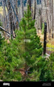 Questa immagine ritrae una scena magica e surreale di un bosco innevato, popolato da piante conifere, come lAbete o il Pino Contorta La vegetazione, che abbellisce questo spazio allaperto, regala uno spettacolo di incantevole bellezza