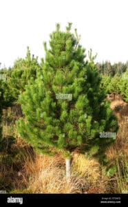 Questa immagine ritrae unimponente Pinus contorta, una pianta appartenente alla famiglia delle conifere, nota anche come abete o pino Si tratta di un albero che produce una ricca vegetazione e può raggiungere altezze notevoli