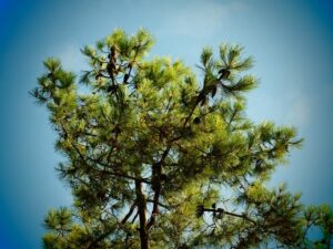 Questa immagine mostra una bellissima pineta di conifere, dominata dallimponente Pinus maritima, che offre un ambiente ideale per la vegetazione e gli animali che vi abitano, come uccelli, che possono essere visti volare tra le sue fronde