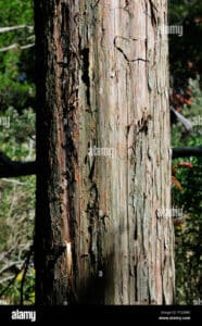 Un tronco di cedro rosso si erge tra la vegetazione circostante, come una porta verso un grande albero sequoia rosso La presenza di questa pianta antica ricorda della forza e della bellezza della natura