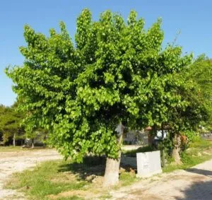 Questa immagine ritrae un bellissimo cespuglio di gelso nero in fiore, circondato da una folta vegetazione Lalbero produce un pregiato frutto dai molti usi oltre ad essere unottima fonte di cibo, di solito viene utilizzato per produrre marmellate e succhi di frutta Una splendida pianta floreale che offre benefici sia alluomo che allambiente