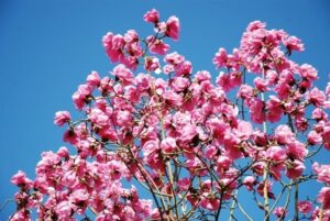 Un albero di magnolia dolce in fiore, con i suoi petali bianchi che illuminano larea esterna come se fosse primavera Una pianta che regala bellezza alla natura, come i fiori di ciliegio che sbocciano in questa stagione