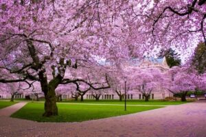 Il Parco è in fiore una magnifica pianta di Ciliegio Cinese, ricca di fiori di colore rosa intenso, fa da cornice a una scena di primavera, con unautomobile parcheggiata in mezzo allerba verde
