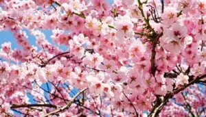La primavera è arrivata un fiore di sakuranbo una pianta di ciliegio sboccia allaperto nella natura, con i suoi petali di delicatezza