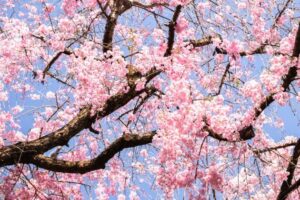 La primavera è arrivata, e con essa la fioritura di ciliegi Guarda questo magnifico fiore di sakuranbo che sboccia allaperto, regalandoci la bellezza della natura