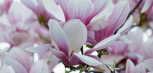 Questa magnifica Magnolia dolce, circondata da una natura incontaminata e in fiore, è un simbolo di Primavera ed Estate che ci ricorda quanto sia bello vivere allaperto e goderci i piaceri della vita