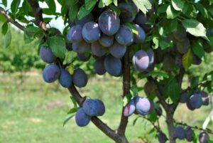Questa immagine mostra un albero di prugne con frutti deliziosi e succosi Il prugno è un frutto che viene prodotto da un albero chiamato Prunus domestica Oltre ai prugni, questo albero produce ciliegie, mele, pere, mirtilli e altri frutti deliziosi Questi frutti sono deliziosi da mangiare da soli o come ingrediente di ricette fresche e gustose