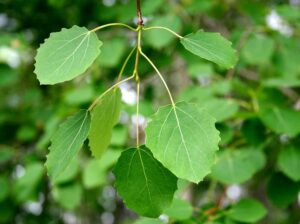 Una pentola piena di frutti prodotti da una pianta erbacea come un pioppo tremulo, una quercia, un tiglio e una potfoglia scopri lincredibile varietà di alberi che la natura ci offre