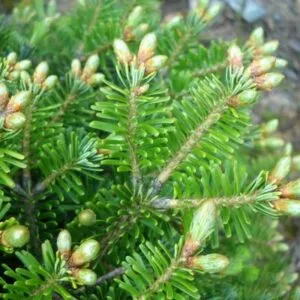 Limmagine mostra una composizione di alberi conifere, tra cui un pino bianco, un abete rosso, un tiglio e un pero, con una pianta di mela al centro Questa è la natura che produce frutti preziosi come mele una scena incantevole che abbina leleganza di un abete, lunicità di un pino bianco e il vigore di un albero di pero