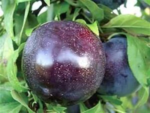 Questa fotografia ritrae un susino giapponese, una pianta che produce piccole prugne dolci La frutta è un alimento importante per molti mammiferi, incluso il ratto, un rodente