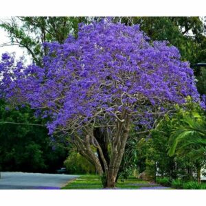Navigando tra i boschi esotici, la magia della natura ci ha sorpreso con un albero che portava una splendida vegetazione di colore purpureo Il sole filtrava dalle fronde e illuminava i fiori, creando unatmosfera di pace e benessere allaperto Unincredibile oasi di tranquillità, come se ci trovassimo in una grotta incantata