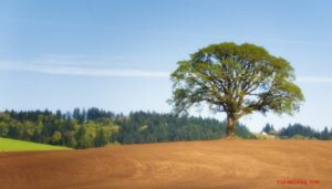 Un albero di quercia bianca che si staglia allaperto contro uno scenario di vegetazione e terra, un tiglio che aggiunge un tocco di colore al paesaggio