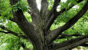 Questa immagine mostra una maestosa quercia bianca, con il suo imponente tronco e una ricca vegetazione di foglie Una pianta che incarna la forza e la bellezza della natura