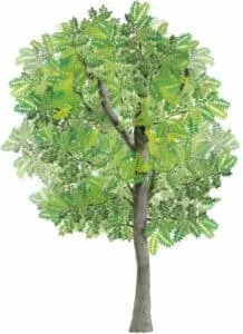 Una quercia secolare con un tronco scuro e una folta vegetazione di foglie di noce nera che si estende per tutta la Sicilia un albero dalla grande bellezza e una ricca storia da raccontare