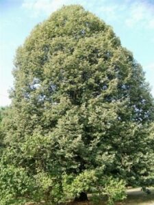 Una visione mozzafiato di una quercia argentata che sorge tra la vegetazione in un bosco di conifere allaperto, una pianta che sembra un sogno