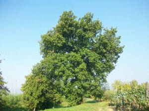 Questa magnifica foto mostra una quercia bianca, una pianta di grande potere simbolico che vive allaperto nella natura La sua presenza ci ricorda limportanza di conservare la vegetazione, come anche gli antichi alberi come il platano