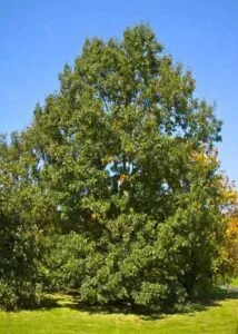 Questa bellissima foto mostra una quercia bianca Quercus alba che svetta tra la vegetazione di un tiglio Lalbero, con le sue robuste radici e il suo tronco scuro, rappresenta la forza e la resistenza della natura