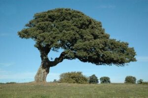 Una quercia da sughero rilassante, con una pianta di acero in un vaso di fianco la natura è un dono prezioso, ed è rappresentata in tutta la sua bellezza dal tronco di un albero