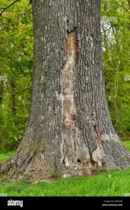 Una quercia dallimponente tronco impreziosisce il paesaggio boschivo, regalando con il suo fogliame una ricca vegetazione mista che ricorda la bellezza della natura Una scena allaperto che invita a godere della terra