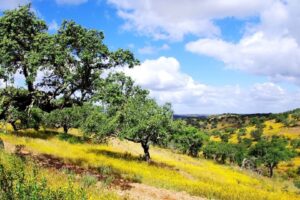 Questa immagine ritrae una quercia del Portogallo, un albero che si erge imponente in un paesaggio naturale allaperto, circondato da una lussureggiante prateria e un bosco che danno una sensazione di pace Una bellissima visione di vegetazione che ci ricorda la bellezza della natura