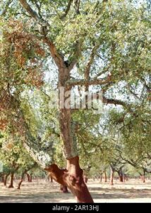 Immagine di una quercia del portogallo in un bosco ricco di vegetazione La quercia imponente si staglia su un terreno ricoperto di alberi di platano, mentre il tronco di un albero si erge al di sopra del fogliame Una vista suggestiva che evoca la bellezza della natura