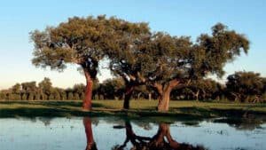 Unimmagine del paesaggio portoghese che rappresenta una quercia, simbolo della natura della terra, che cresce allaperto, con il suo tronco in mezzo alla vegetazione Un bellissimo albero che ricorda la forza e la bellezza della terra
