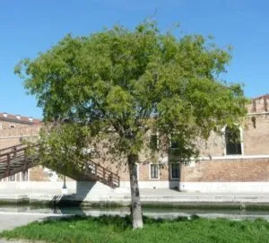 Lalbero della vittoria una quercia possente con un tronco fiero che si erge orgoglioso al di sopra della città, guardando verso un monastero circondato da ricca vegetazione di tiglio allaperto