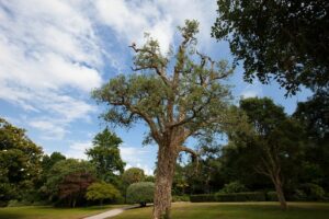 Un tiglio affianca una quercia da sughero allinterno di un boschetto di alberi in un parco ricco di vegetazione Il tronco della quercia emerge dallerba lussureggiante, offrendo unincantevole scena naturale