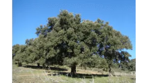 Un tronco di quercia da sughero che si erge tra la folta vegetazione di tigli, a rappresentare la forza e la bellezza di questi alberi che ci regalano il loro prezioso dono