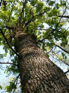 Questa immagine ritrae un albero di quercia con un fogliame misto che include anche un tronco dalbero di tiglio La quercia è una pianta che può crescere fino a decine di metri daltezza e rappresenta unimportante fonte di vegetazione