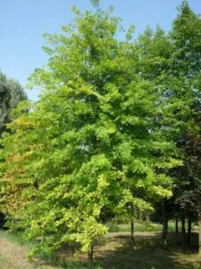 Unimmagine che evoca la bellezza della natura una palude circondata da una ricca vegetazione, tra cui alberi di quercia e acero, che si estende in un boschetto Una scena idilliaca che ci invita a uscire allaperto e a godere della fresca aria di una giornata di primavera tra i rami ricchi di foglie di un bosco incontaminato