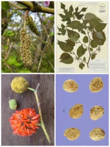 Immagine di una Quercia con una carta gelata appesa alla sua branca, circondata da foglie scemate e da un fiore erbaceo, ricco di polline