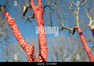 Un albero giapponese si erge tra il tronco di una quercia e il sicono, sovrastando la vegetazione del bosco e la città circostante