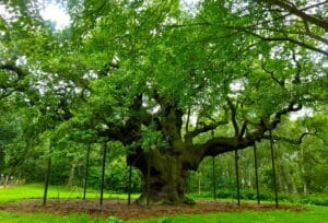Una quercia inglese, simbolo di forza e longevità, è una delle numerose piante che la vegetazione terrestre ci offre Una distesa di alberi che costituiscono un bosco, un boschetto o un parco ci regalano la bellezza del tronco di un albero, come quello di una quercia