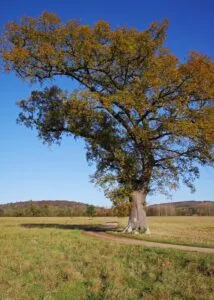 Questa immagine mostra una maestosa quercia inglese con le sue radici profonde che si estendono nella terra, un tronco robusto ed una chioma di foglie di quercia e sicomoro Un albero dalle radici profonde che si uniscono alla terra, come un simbolo di forza e stabilità
