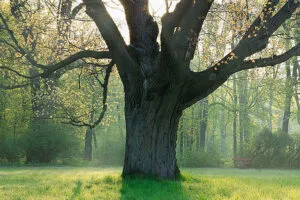 Questa immagine ritrae una quercia inglese che si erge maestosa in un parco, con un tronco possente avvolto da una vegetazione lussureggiante Al suo fianco, una panchina immersa in un boschetto di alberi offre un rifugio tranquillo per ammirare la bellezza del bosco