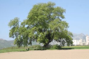 Una stupenda vista di un albero maestoso, una quercia, con una persona che, sotto il tronco, contempla una pianta in vaso, un salice, che si unisce a un grande platano Unimmagine che rappresenta la bellezza della natura