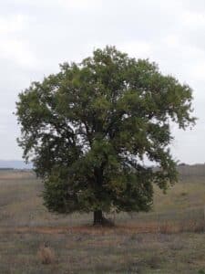 Questa magnifica immagine mostra un albero di quercia marocchino con una ricca vegetazione di platani circostanti Il tronco dellalbero è massiccio, mentre le sue foglie spiccano contro il cielo azzurro Una visione davvero mozzafiato!