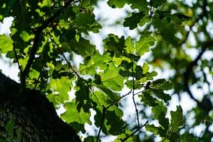 Un albero millenario che porta vita ed energia, una quercia con le sue foglie di tiglio che forniscono una ricca vegetazione, regalando cibo e generando noccioli Un albero che produce ricchezza per tutti noi