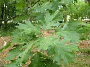 Questa immagine ritrae una antica Quercia millenaria, uno degli alberi più antichi e resistenti della nostra vegetazione Si può vedere come le sue foglie offrano una schermatura naturale a dei mobili prodotti con le sue stesse piante Una forza della natura che ancora oggi è al servizio delle persone
