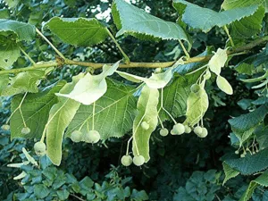 Questa è unimmagine di un albero mistico, con una quercia, un tiglio, e una pianta annonaceae, la cui foglia verde ricopre la vegetazione circostante Un albero che trasuda storia ed esperienze antiche