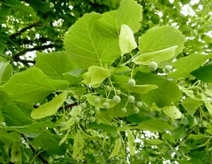 Scopri GreenQuercia, lalbero di tiglio selvatico che produce frutta di un colore verde brillante Appartenente alla famiglia delle erbacee, il tiglio selvatico offre una grande varietà di foglie, di un verde intenso