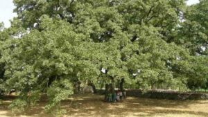 Unimmagine di una quercia vallonea che svetta sopra una ficus bengalensis in un bosco allaperto, con una persona che ammira il paesaggio ricco di vegetazione