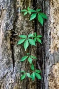 Questa immagine mostra un albero di cedro della Virginia, con il suo tronco robusto e le sue foglie verdi La radice si estende in profondità nella terra, fornendo sostegno allalbero, mentre le edere si avvolgono intorno al tronco come una veste Una vite si arrampica lungo la parte esterna dellalbero, dando un tocco di magia alla scena
