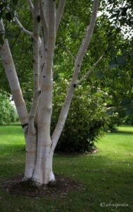 Unimmagine che rappresenta lamore puro, circondato dalla natura un albero con il suo tronco massiccio, erba, vegetazione, allaperto nel bosco, una macchia verdeggiante, un prato incontaminato e la pura bellezza della natura