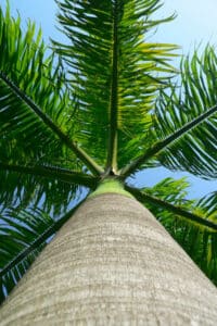 Una palma reale, una pianta imponente che raggiunge grandi altezze, con le sue foglie grandi e imponenti che sventolano al vento, allaperto in un ambiente naturale