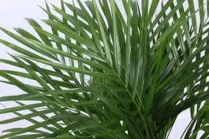 Questa magnifica immagine ritrae una lussureggiante palma reale Yucca, una pianta appartenente alla famiglia Agavaceae Le sue foglie lunghe e le sue robuste radici le conferiscono un aspetto unico e regale, facendola spiccare tra la vegetazione e lerba circostanti Se stai cercando un albero che abbellisca il tuo giardino, la palma reale Yucca è la scelta perfetta!