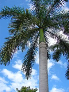 GardenPalma, lalbero di palma reale che aggiunge un tocco di stile al tuo giardino una pianta davvero regale!